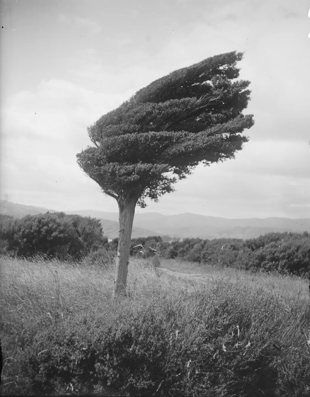 Petit arbre totara a la carena per sobre de Long Point