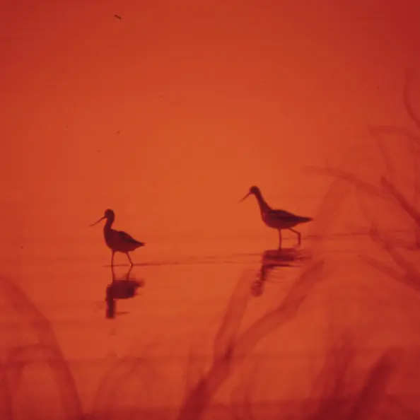 Ocells en un llac.
